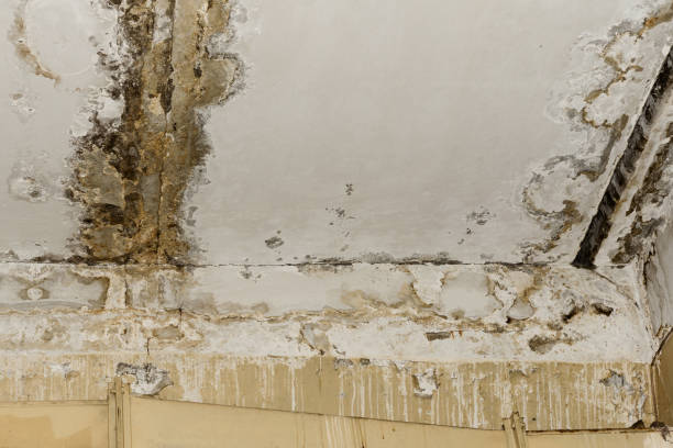 Best Attic Mold Removal  in Ben Lomond, CA